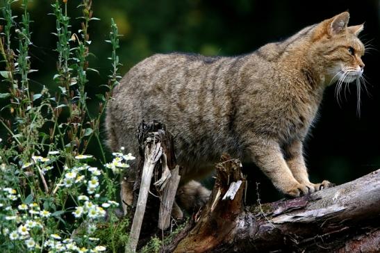 Europäische Wildkatze - Felis silvestris silvestris Wildpark Alte Fasnerie Klein Auheim 2016