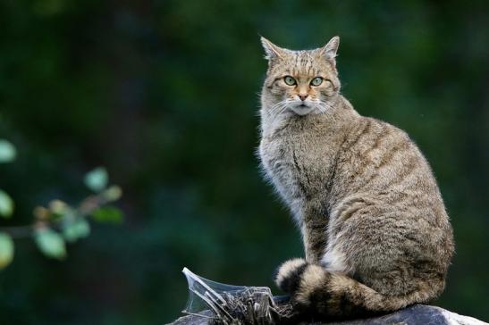 Europäische Wildkatze - Felis silvestris silvestris Wildpark Alte Fasnerie Klein Auheim 2016