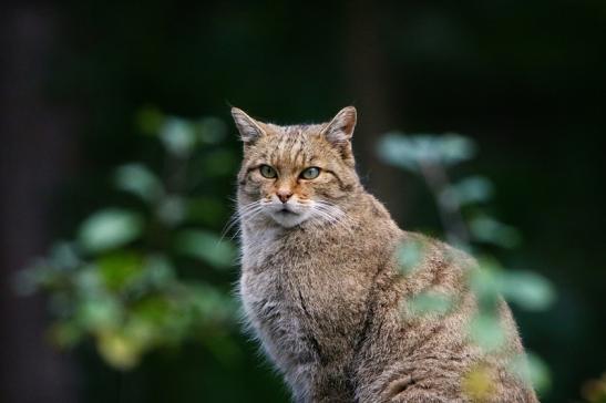 Europäische Wildkatze - Felis silvestris silvestris Wildpark Alte Fasnerie Klein Auheim 2016