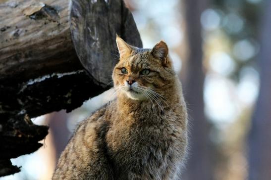 Europäische Wildkatze - Felis silvestris silvestris Wildpark Alte Fasnerie Klein Auheim 2016