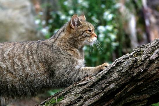 Europäische Wildkatze - Felis silvestris silvestris Wildpark Alte Fasnerie Klein Auheim 2016