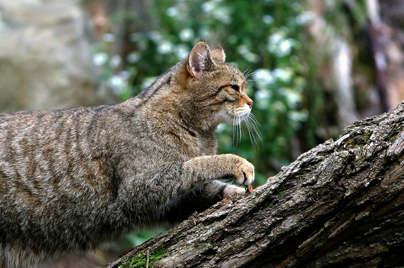 Europäische Wildkatze - Felis silvestris silvestris Wildpark Alte Fasnerie Klein Auheim 2016