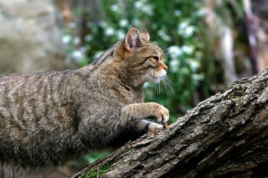 Europäische Wildkatze - Felis silvestris silvestris Wildpark Alte Fasnerie Klein Auheim 2016