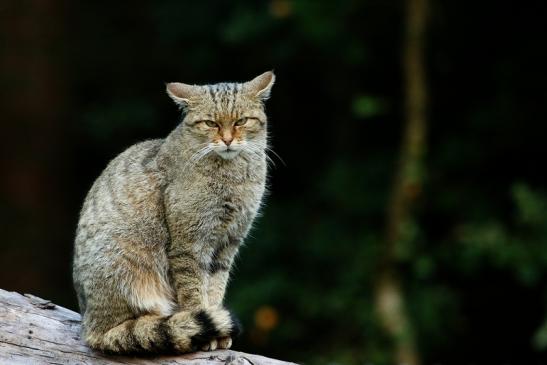 Europäische Wildkatze - Felis silvestris silvestris Wildpark Alte Fasnerie Klein Auheim 2016