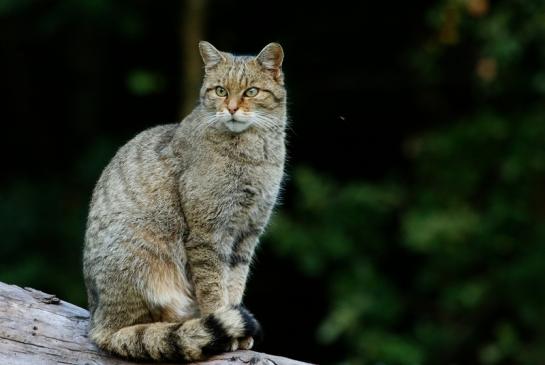 Europäische Wildkatze - Felis silvestris silvestris Wildpark Alte Fasnerie Klein Auheim 2016