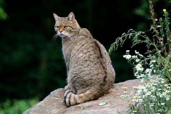 Europäische Wildkatze - Felis silvestris silvestris Wildpark Alte Fasnerie Klein Auheim 2016
