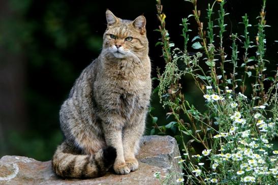 Europäische Wildkatze - Felis silvestris silvestris Wildpark Alte Fasnerie Klein Auheim 2016