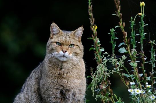 Europäische Wildkatze - Felis silvestris silvestris Wildpark Alte Fasnerie Klein Auheim 2016