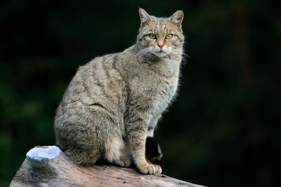 Europäische Wildkatze - Felis silvestris silvestris Wildpark Alte Fasnerie Klein Auheim 2016