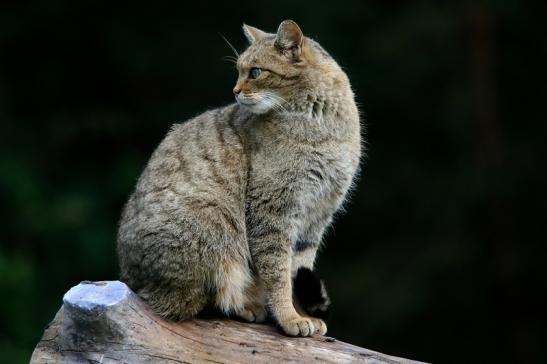 Europäische Wildkatze - Felis silvestris silvestris Wildpark Alte Fasnerie Klein Auheim 2016