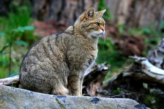 Europäische Wildkatze - Felis silvestris silvestris Wildpark Alte Fasnerie Klein Auheim 2016