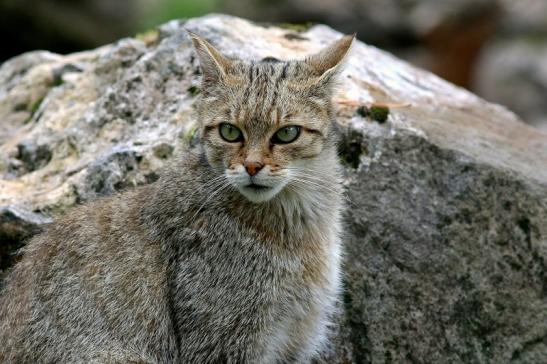 Europäische Wildkatze - Felis silvestris silvestris Wildpark Alte Fasnerie Klein Auheim 2017