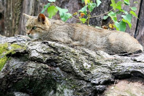 Europäische Wildkatze - Felis silvestris silvestris Wildpark Alte Fasnerie Klein Auheim 2017