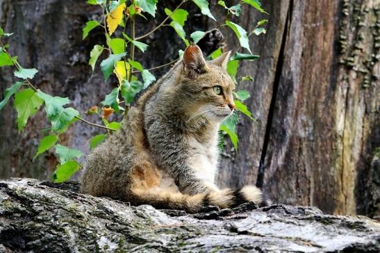 Europäische Wildkatze - Felis silvestris silvestris Wildpark Alte Fasnerie Klein Auheim 2017