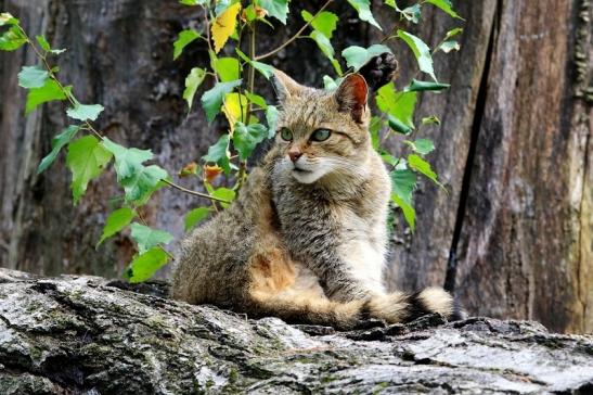 Europäische Wildkatze - Felis silvestris silvestris Wildpark Alte Fasnerie Klein Auheim 2017