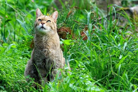 Europäische Wildkatze - Felis silvestris silvestris Wildpark Alte Fasnerie Klein Auheim 2017