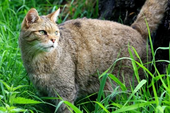 Europäische Wildkatze - Felis silvestris silvestris Wildpark Alte Fasnerie Klein Auheim 2017