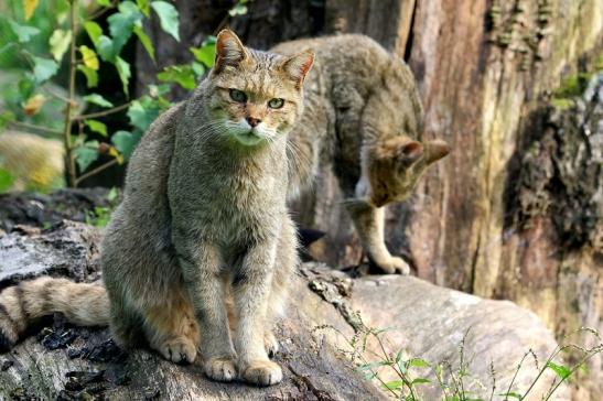 Europäische Wildkatze - Felis silvestris silvestris Wildpark Alte Fasnerie Klein Auheim 2017