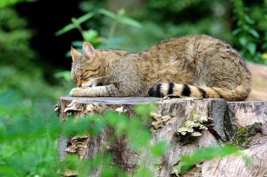 Europäische Wildkatze - Felis silvestris silvestris Wildpark Alte Fasnerie Klein Auheim 2017