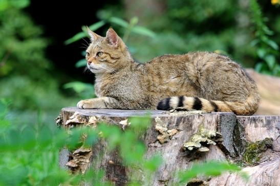 Europäische Wildkatze - Felis silvestris silvestris Wildpark Alte Fasnerie Klein Auheim 2017