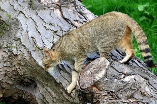 Europäische Wildkatze - Felis silvestris silvestris Wildpark Alte Fasnerie Klein Auheim 2017