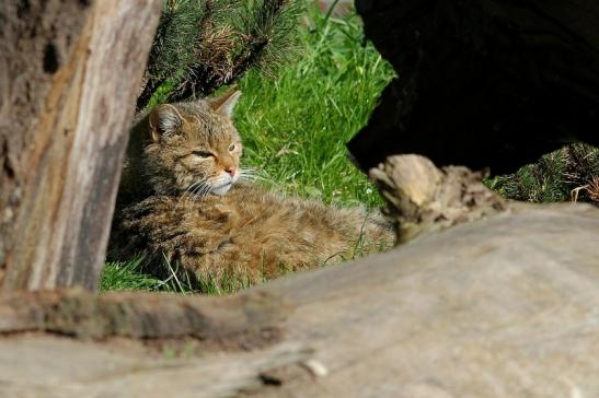 Europäische Wildkatze - Felis silvestris silvestris Wildpark Alte Fasnerie Klein Auheim 2017