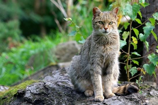 Europäische Wildkatze - Felis silvestris silvestris Wildpark Alte Fasnerie Klein Auheim 2017