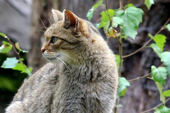 Europäische Wildkatze - Felis silvestris silvestris Wildpark Alte Fasnerie Klein Auheim 2017