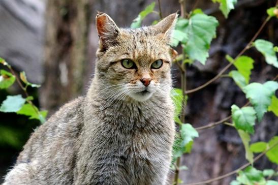 Europäische Wildkatze - Felis silvestris silvestris Wildpark Alte Fasnerie Klein Auheim 2017