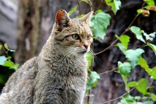 Europäische Wildkatze - Felis silvestris silvestris Wildpark Alte Fasnerie Klein Auheim 2017