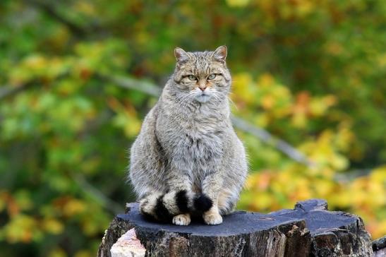 Europäische Wildkatze - Felis silvestris silvestris Wildpark Alte Fasnerie Klein Auheim 2017