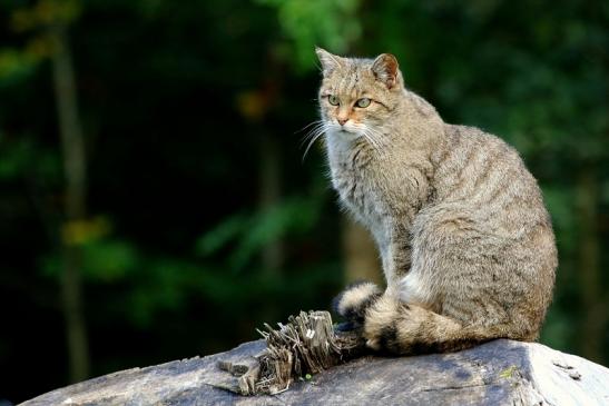 Europäische Wildkatze - Felis silvestris silvestris Wildpark Alte Fasnerie Klein Auheim 2017