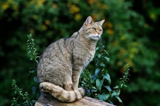 Europäische Wildkatze - Felis silvestris silvestris Wildpark Alte Fasnerie Klein Auheim 2017