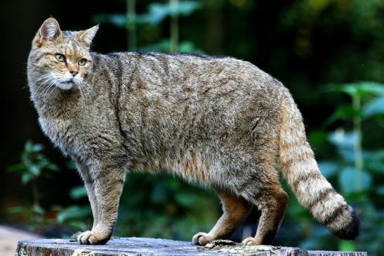 Europäische Wildkatze - Felis silvestris silvestris Wildpark Alte Fasnerie Klein Auheim 2017