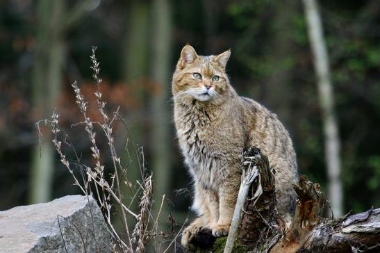 Europäische Wildkatze - Felis silvestris silvestris Wildpark Alte Fasnerie Klein Auheim 2017