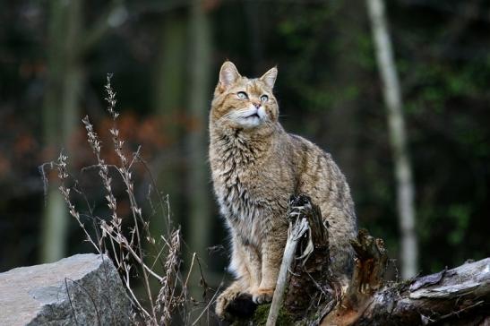 Europäische Wildkatze - Felis silvestris silvestris Wildpark Alte Fasnerie Klein Auheim 2017