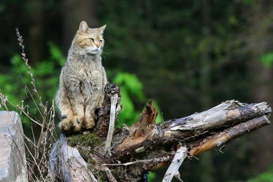 Europäische Wildkatze - Felis silvestris silvestris Wildpark Alte Fasnerie Klein Auheim 2017