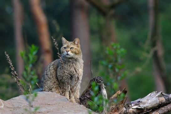 Europäische Wildkatze - Felis silvestris silvestris Wildpark Alte Fasnerie Klein Auheim 2017