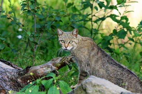 Europäische Wildkatze - Felis silvestris silvestris Wildpark Alte Fasnerie Klein Auheim 2017