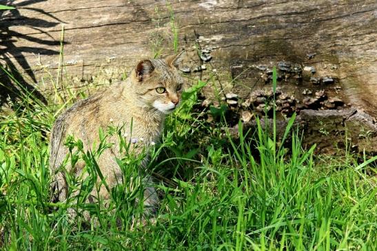Europäische Wildkatze - Felis silvestris silvestris Wildpark Alte Fasnerie Klein Auheim 2017