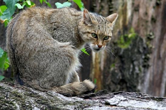 Europäische Wildkatze - Felis silvestris silvestris Wildpark Alte Fasnerie Klein Auheim 2017