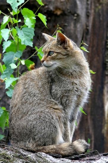 Europäische Wildkatze - Felis silvestris silvestris Wildpark Alte Fasnerie Klein Auheim 2017