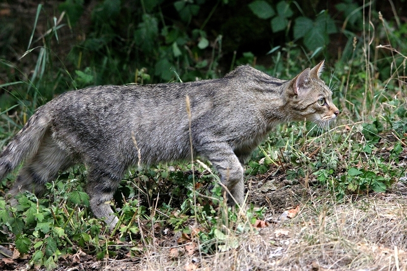 Europäische Wildkatze Wildpark Bad Mergentheim 2015