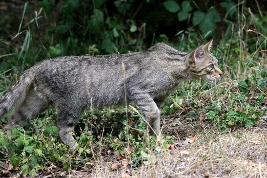 Europäische Wildkatze Wildpark Bad Mergentheim 2015