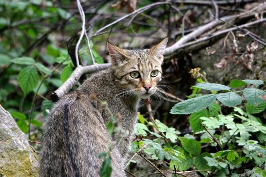 Europäische Wildkatze - Felis silvestris silvestris Wildpark Bad Mergentheim 2015