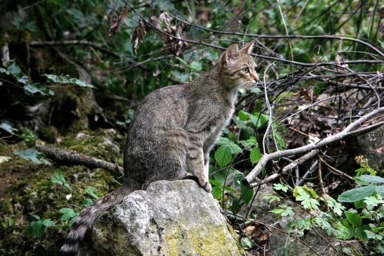 Europäische Wildkatze - Felis silvestris silvestris Wildpark Bad Mergentheim 2015