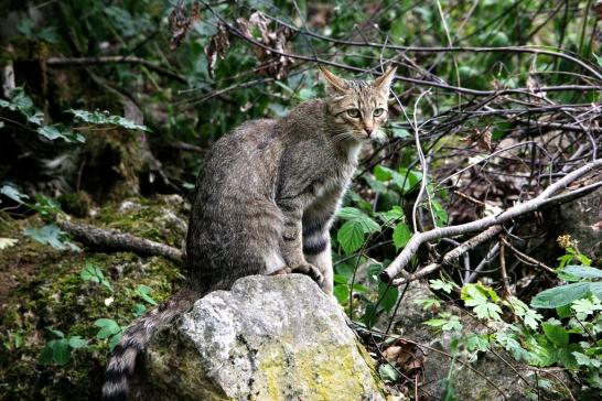 Europäische Wildkatze - Felis silvestris silvestris Wildpark Bad Mergentheim 2015