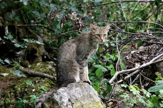 Europäische Wildkatze Wildpark Bad Mergentheim 2015