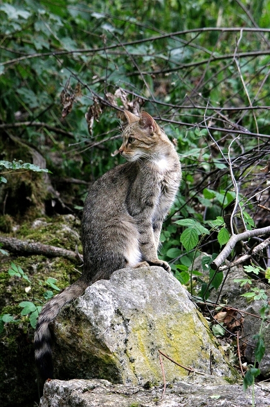 Europäische Wildkatze Wildpark Bad Mergentheim 2015
