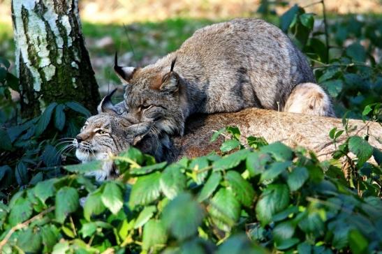 Eurasischer Luchs - Lynx lynx Wildpark Klein Auheim 2016